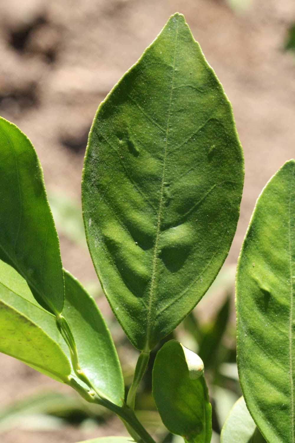              Unifoliolate leaf (Riverside, CA)       